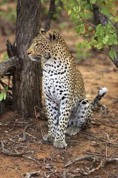 Sitting leopard Foto stock