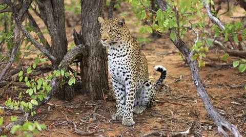 Sitting leopard Foto stock