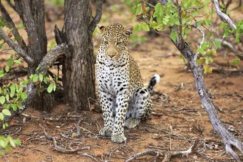 Sitting leopard 스톡 사진