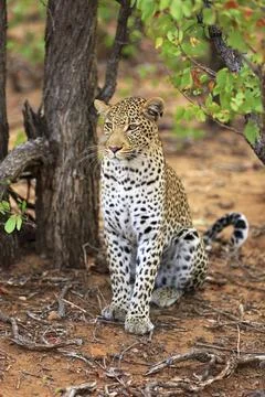 Sitting leopard Foto stock
