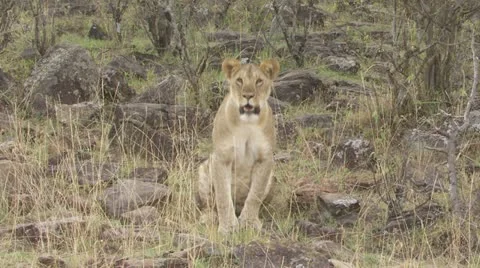 Sitting lion Stock Footage 12648501