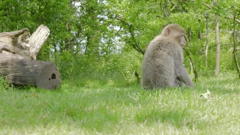 SItting by a log in a grassy area of Trentham Monkey forest, a Barbary Stock Footage 278665923