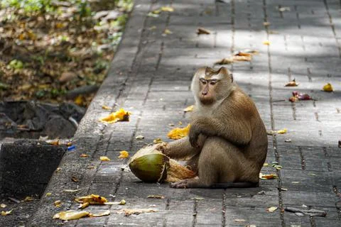 Sitting macaque monkey holding a coconut. Hungry monkey is eating coconut Foto stock