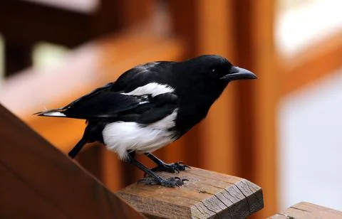 Sitting Magpie Stock Photos