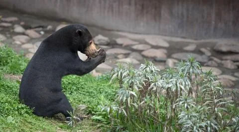 Sitting Malayan sun bear Foto stock