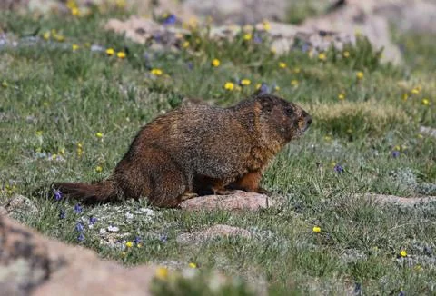 Sitting Marmot Stock Photos