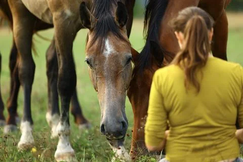 Sitting in meadow while observing horses at close distance, illustrating inte 스톡 사진