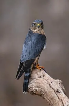 Sitting Merlin Stock Photos