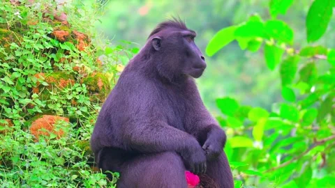 Sitting micaca nigra monkey 스톡 동영상 242968452