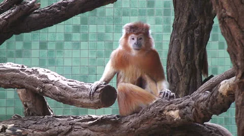 Sitting monkey Video stock 24692603