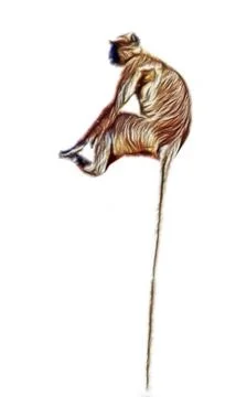 Sitting monkey with long hanging tail 库存照片