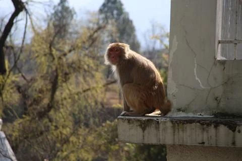 Sitting Monkey Foto stock
