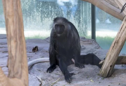 Sitting monkey Stock Photos