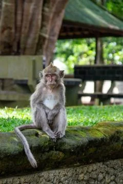 Sitting monkey in Sacred Ubud Monkey Forest. Bali, Indonesia Stock Photos