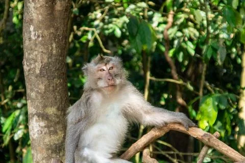 Sitting monkey in Sacred Ubud Monkey Forest. Bali, Indonesia Stock Photos