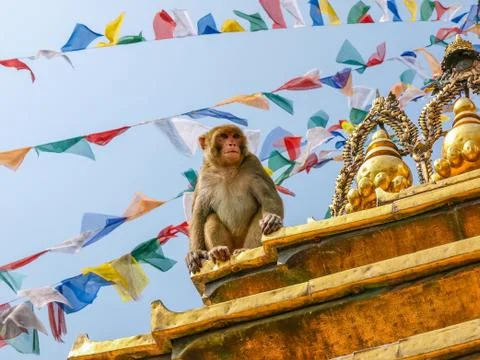 Sitting monkey on the stupa in Monkey temple, Kathmandu, Nepal Stock Photos