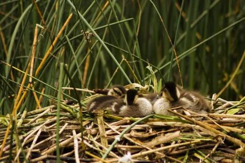 Sitting in the nest Stock Photos
