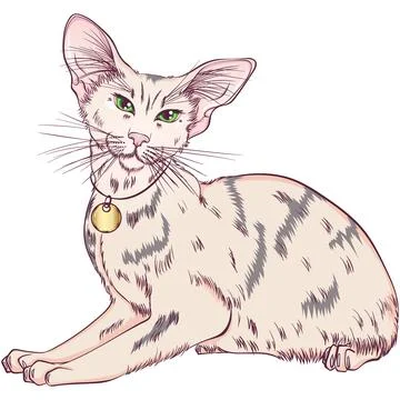 Sitting Oriental breed cat Stock Illustration