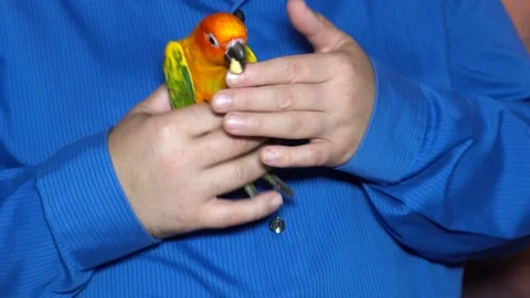 Sitting on a palm of hand man is playing with parrot Stock Footage 93971922