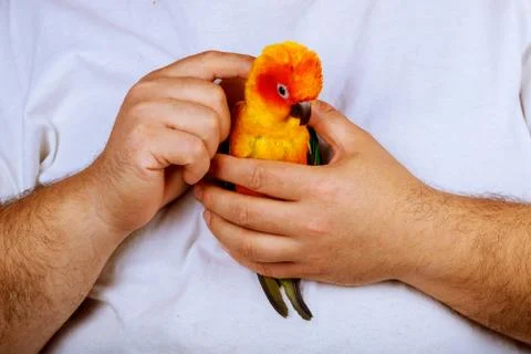 Sitting on a palm of hand man is playing with parrot Stock Photos