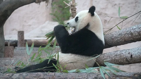 Sitting panda and eating young bamboo shoots Stock Footage 128421719