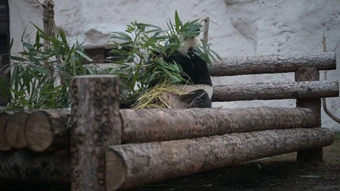 Sitting panda and eating young bamboo shoots Stock Footage