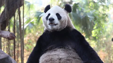Sitting panda eating bamboo Video stock 45406621