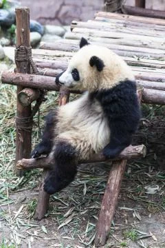 A sitting panda Stock Photos