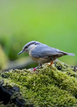 Sitting Stock Photos
