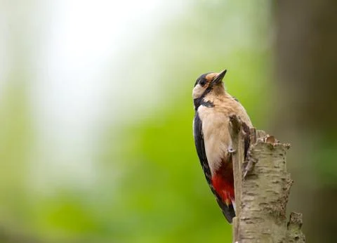 Sitting Stock Photos