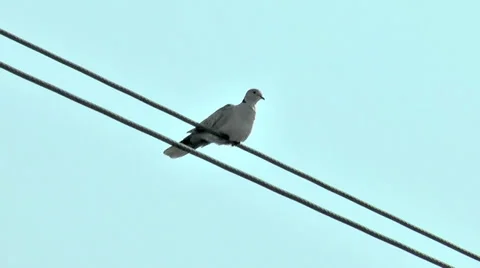 Sitting pigeon on a line Stock Footage 36678839