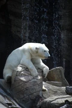 Sitting Polar Bear Stock Photos