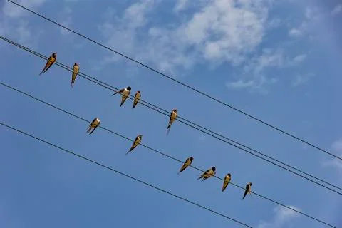 Sitting on the power line cable. Stock Photos