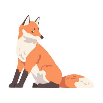 Sitting Red Fox, Wild Forest Mammal Animal Cartoon Vector Illustration Stock Illustration
