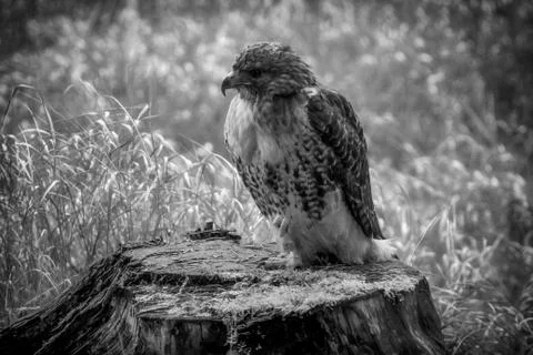 Sitting red-tailed hawk Buteo jamaicensis with nice background Stock Photos