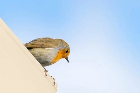 Sitting Robin Stock Photos