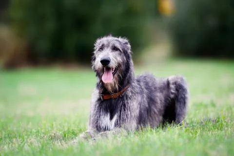 Sitting scottish wolfhound Stock Photos