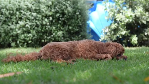 Sitting up &amp; scratching Stockbeeldmateriaal 170590873