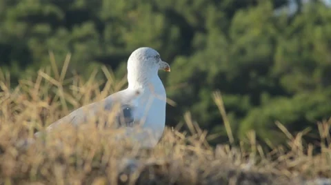 Sitting sea gull close up Stock Footage 8660717