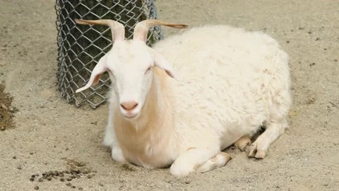 Sitting sheep in farm Stock Footage 170333693