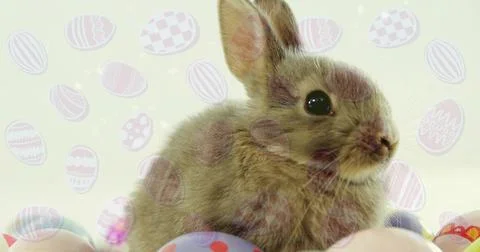 Sitting small brown rabbit in studio facing right on bedding, showing whiskers, Stock Photos