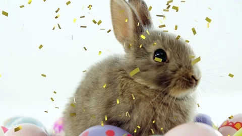 Sitting small brown rabbit tracking falling gold confetti on white backdrop, Stock Footage 330602010