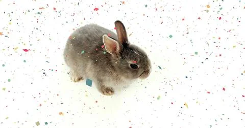 Sitting small gray rabbit resting on white seamless surface, with scattered Stock Photos