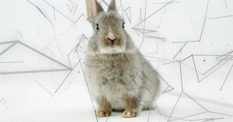 Sitting small grey-brown rabbit facing camera on white backdrop, soft shadow and Stock Photos