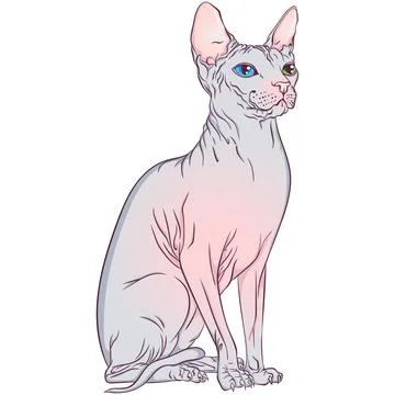 Sitting Sphynx breed cat Stock Illustration