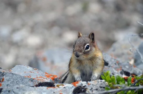 Sitting squirrel Stock Photos