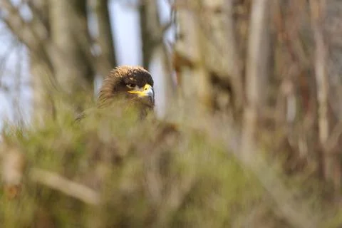 Sitting Steppe Eagle  on the ground, hidden behind bush branches 스톡 사진