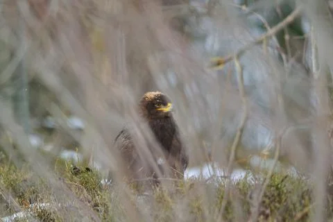 Sitting Steppe Eagle  on the ground, hidden behind bush branches Stock-Fotos