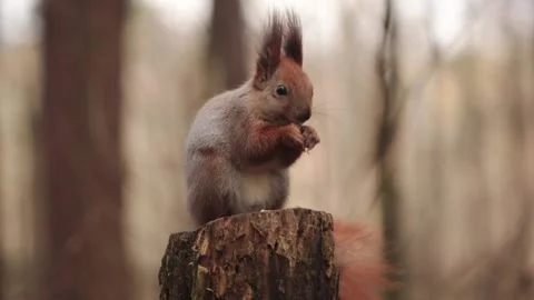 Sitting on a stump, a squirrel eats walnuts in the forest Stock Footage 234418255
