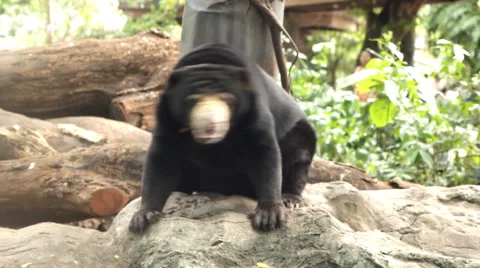 Sitting sun bear Video stock 60357624